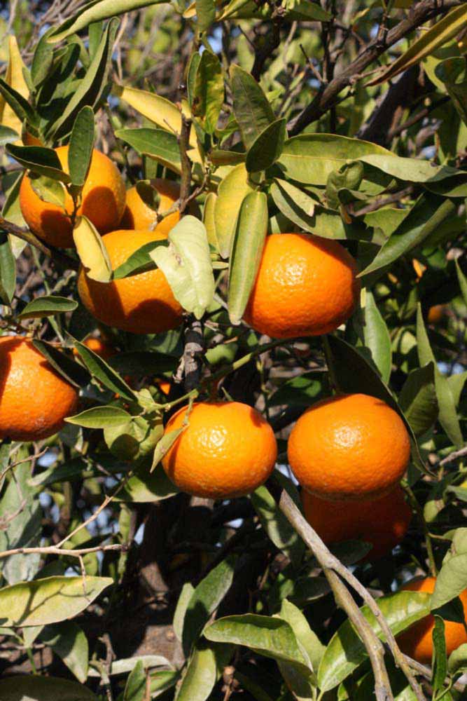              Fruit (Riverside, CA)       